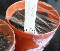 Basil seeds sown in pots for germination