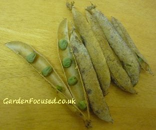 Dried pea seeds saved for next year