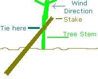 Stake supporting an apple tree