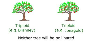 Triploid apple tree pollination example 3