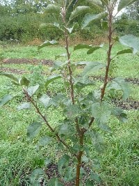 Two year old apple tree - example 1