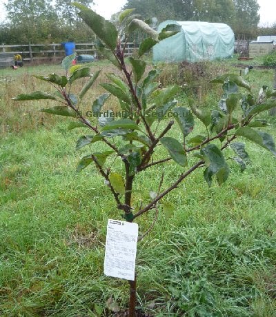 Two year old apple tree - example 2