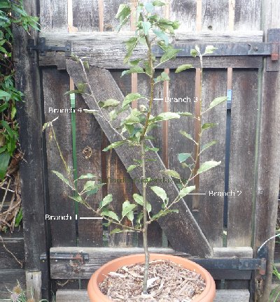 Two year old apple tree - example 3