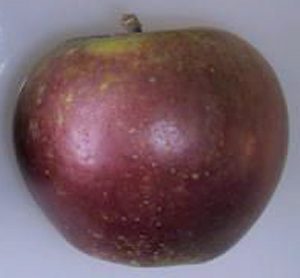 Tydeman's Late Orange apple