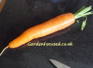 Eskimo carrot variety
