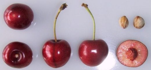 Sweetheart cherries