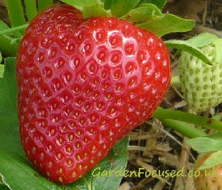 Vibrant variety strawberry fruit