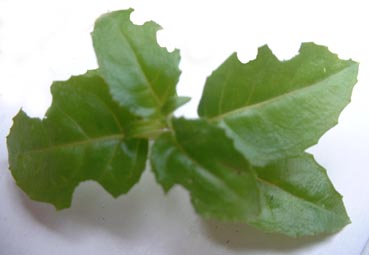 Vine Weevil leaf damage
