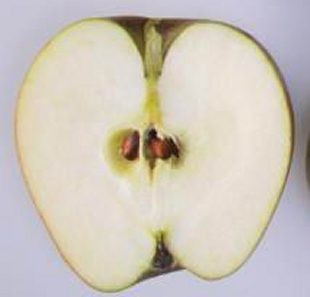 Winston apple cut in half