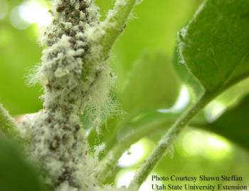 Apple tree stem affected by Woolly Aphid