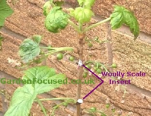 Woolly Scale Insect