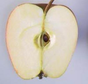 Worcester Permain apple cut in half