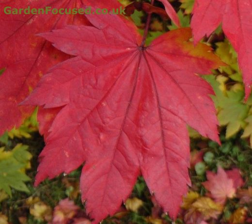 Red leaf of Acer Japonicum vitifolium