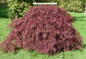 Acer palmatum 'Crimson Queen' tree