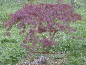 Garnet acer palmatum tree