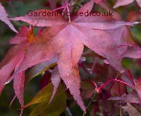 Autumn leaf colour of acer palmatum Hessei