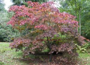 Hessei Japanese maple tree