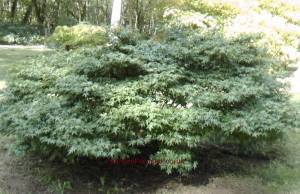 Kiyohime Japanese Maple tree
