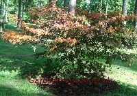 Picture of Japanese Maple Koko