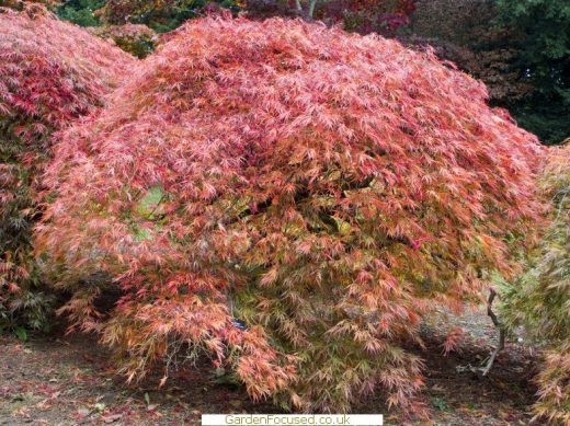 Red foliage of Acer palmatum dissectum