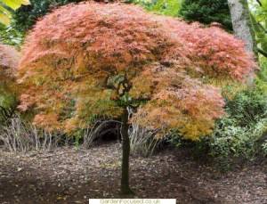 Acer palmatum 'Ornatum' tree