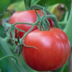 Ailsa Craig tomato