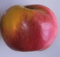 Annie Elizabeth apple