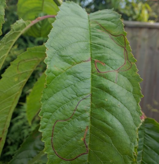 Lyonetia clerkella or Apple Leaf Mining Moth damage