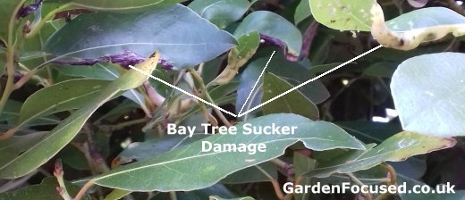 Bay Tree Sucker damage to bay tree