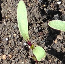 Picture of a beetroot seedling