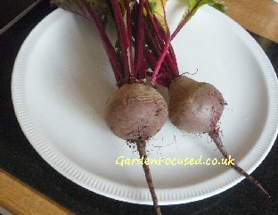 Boltardy Beetroot variety