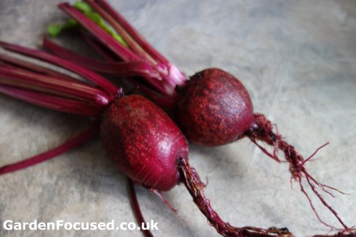 Beetroot variety 'Solo'