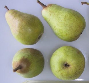 The Beth pear variety