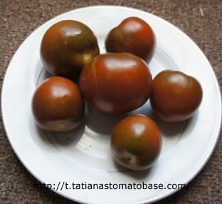 Black Russian tomatoes