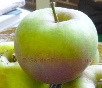 Blenheim Orange apple