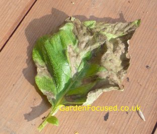 A leaf with potato blight