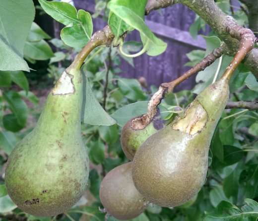 Blue tit damage to pear fruits