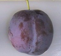 Blue Tit plum