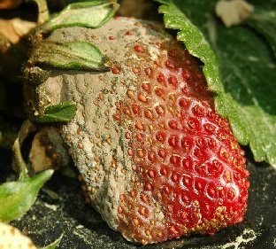 Strawberry infected with Grey Mould / Botrytis