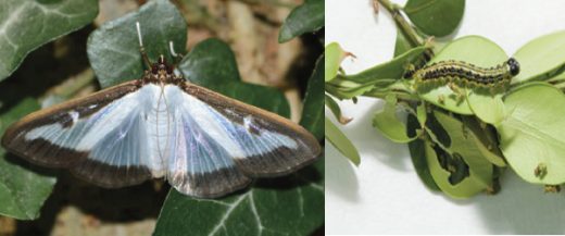 Box tree moth and caterpillar