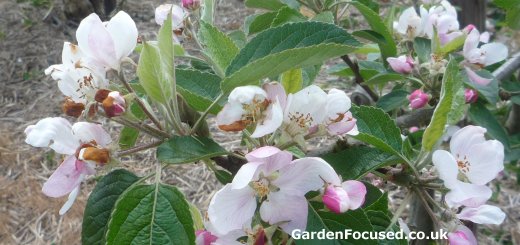 Blossom of Braeburn apple tree