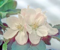 Blossom of a Bramley's Seedling apple tree