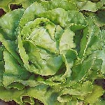 Clarion butterhead lettuce