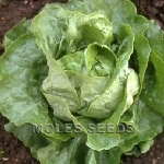 Diana butterhead lettuce