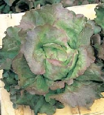 Sangria butterhead lettuce
