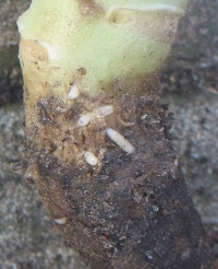 Larvae of the Cabbage Root Fly