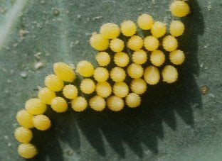 Cabbage White Butterfly eggs