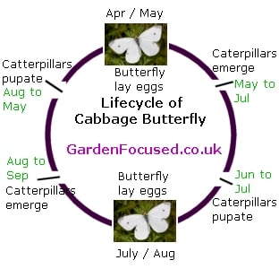 Life cycle of Cabbage White Butterfly in the UK