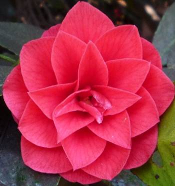 Camellia japonica Forest Green
