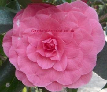 Camellia japonica 'Eximia'